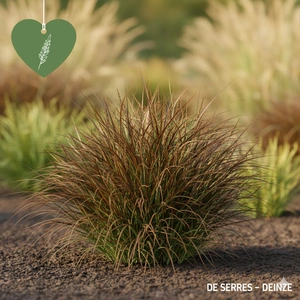 Carex comans 'Bronze Form' P11