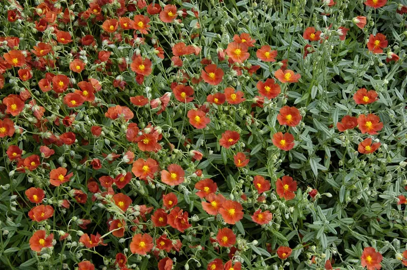 Bronzeteppich - afbeelding 1