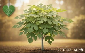 Broussonetia papyrifera  (300-350)