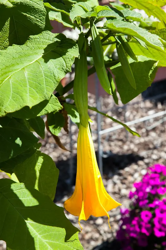 bruges 45 grey - afbeelding 2