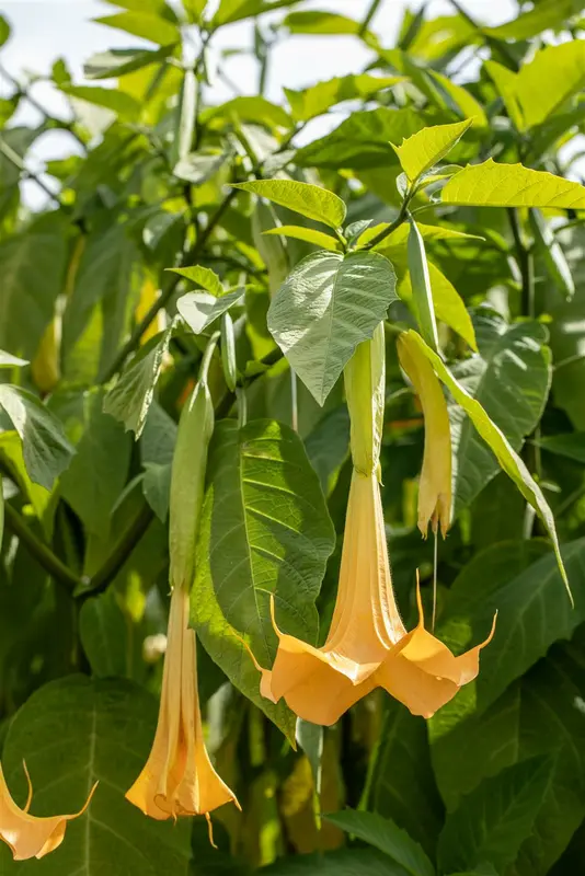 bruges 45 grey - afbeelding 4