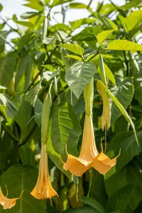 bruges 45 grey - afbeelding 4