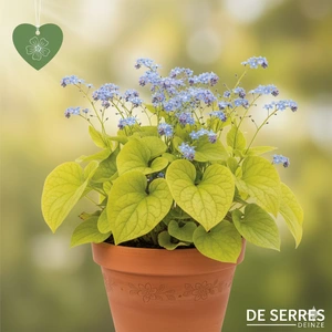 Brunnera macrophylla 'Diane´s Gold' P9