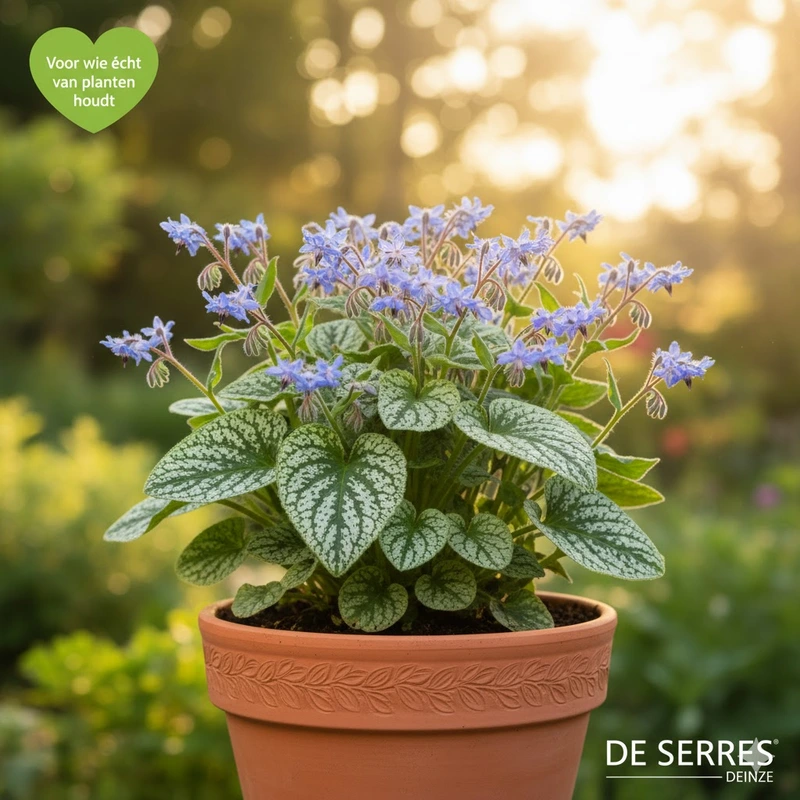 Brunnera macrophylla 'Emerald Mist' P9