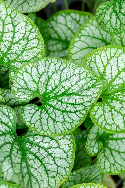 Brunnera macr. 'Jack Frost'® C2 - afbeelding 5