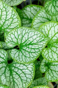 Brunnera macr. 'Jack Frost'® C2 - afbeelding 5