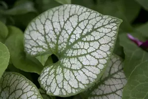 Brunnera macr. 'Jack Frost'® C2