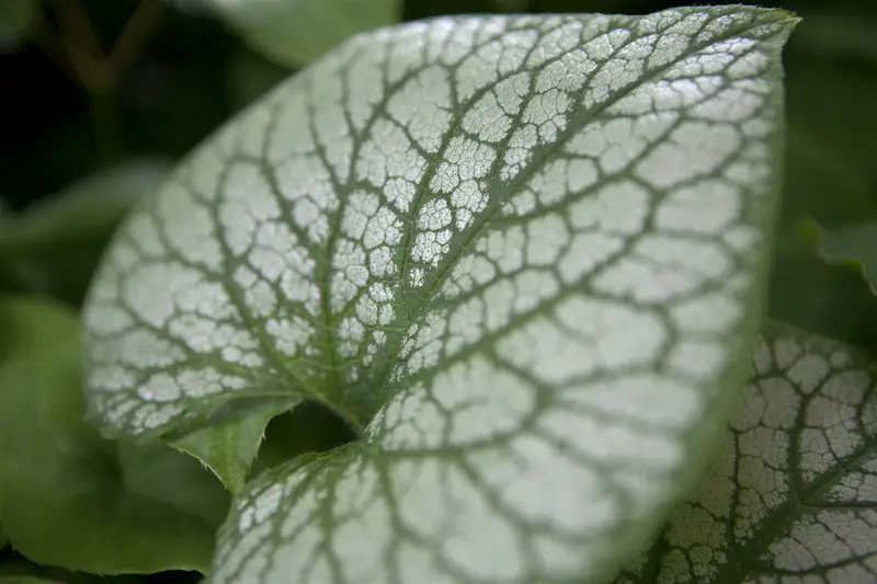 Brunnera macr. 'Jack Frost'® C2 - afbeelding 2