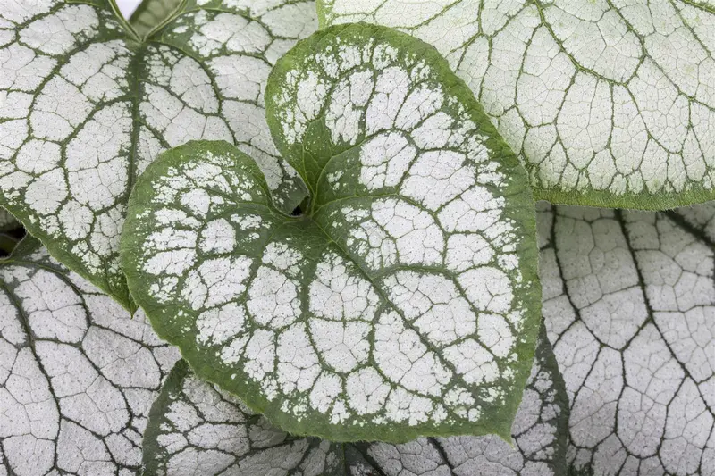 Brunnera macr. 'Jack Frost'® C2 - afbeelding 3