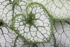 Brunnera macr. 'Jack Frost'® C2 - afbeelding 3
