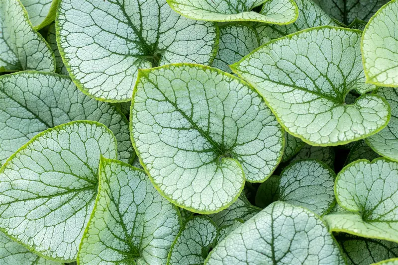 Brunnera macr. 'Jack Frost'® C2 - afbeelding 4