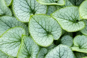 Brunnera macr. 'Jack Frost'® C2 - afbeelding 4