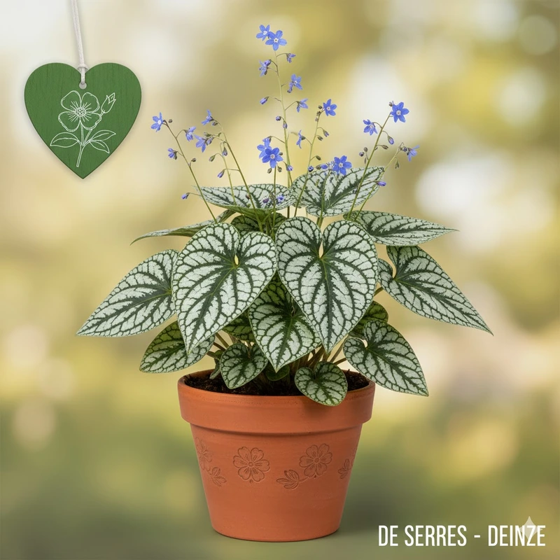 Brunnera macrophylla 'Jack Diamonds' P9