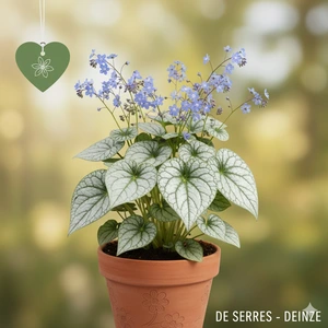 Brunnera macrophylla 'Looking Glass'® P9