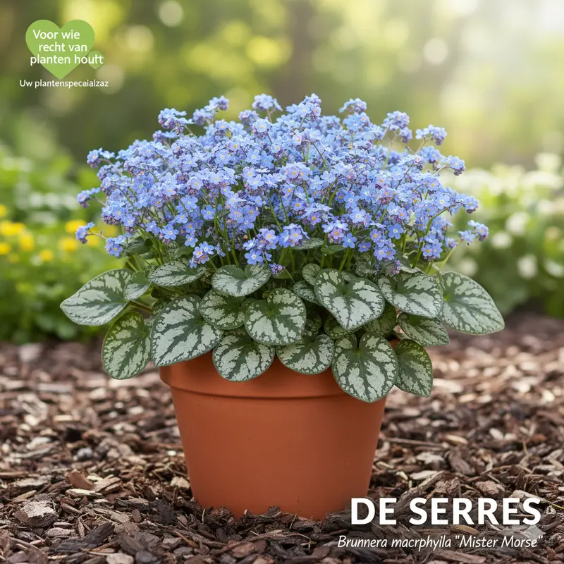 Brunnera macr. 'Mr Morse'® P9