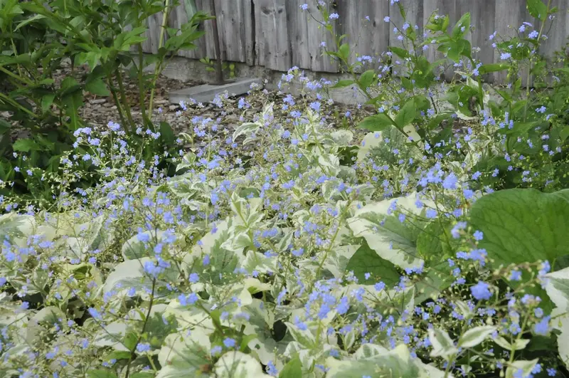 Variegata - afbeelding 5