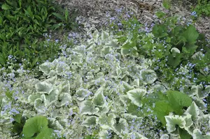 Variegata - afbeelding 6