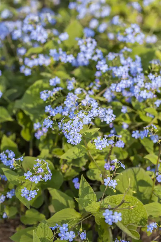 Brunnera macrophylla C2 - afbeelding 1