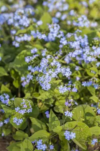 Brunnera macrophylla C2