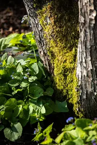 Brunnera macrophylla C2 - afbeelding 5