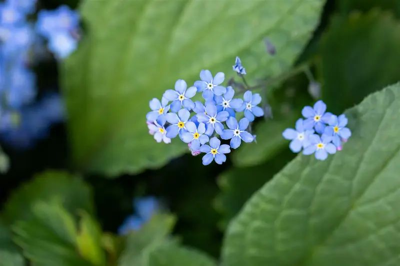 Brunnera macrophylla C2 - afbeelding 3