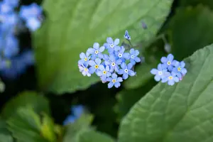 Brunnera macrophylla C2 - afbeelding 3