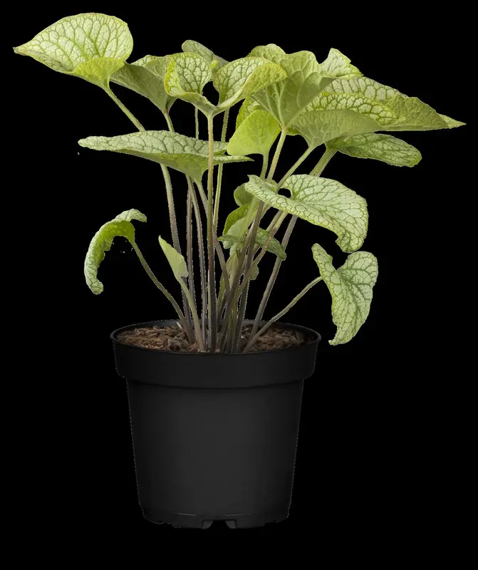 macrophylla - afbeelding 8