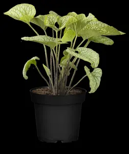 macrophylla - afbeelding 8