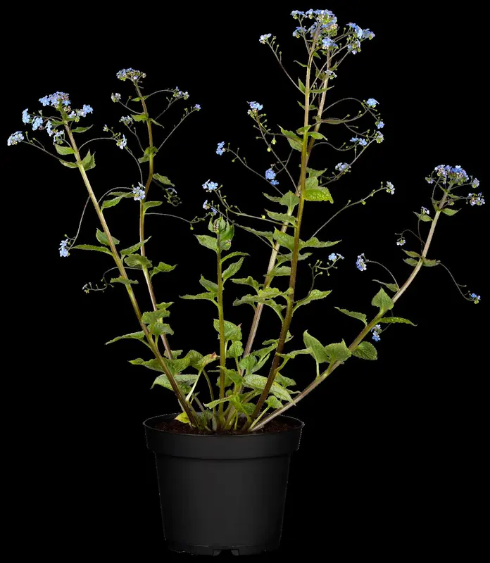 macrophylla - afbeelding 7