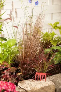 carex buchananii P9 - afbeelding 3
