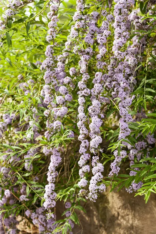 Buddleja alternifolia 175-200 C20 - afbeelding 5