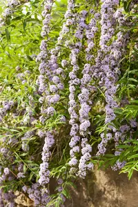 Buddleja alternifolia 175-200 C20 - afbeelding 5