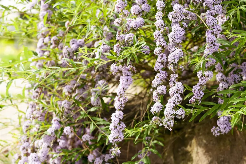 Buddleja alternifolia 175-200 C20 - afbeelding 4