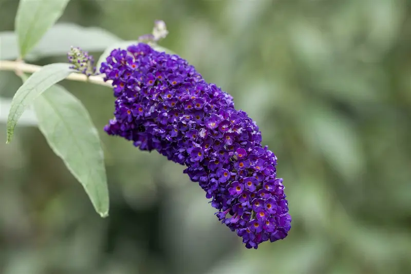 Buddleja dav. 'Black Knight' 80-100 C12 - afbeelding 1