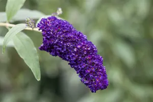 Buddleja dav. 'Black Knight' 80-100   C12 - afbeelding 1