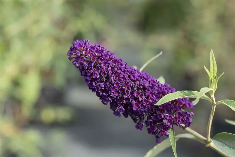 Buddleja dav. 'Black Knight' 80-100 C12 - afbeelding 2