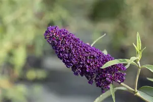Buddleja dav. 'Black Knight' 80-100 C12 - afbeelding 2