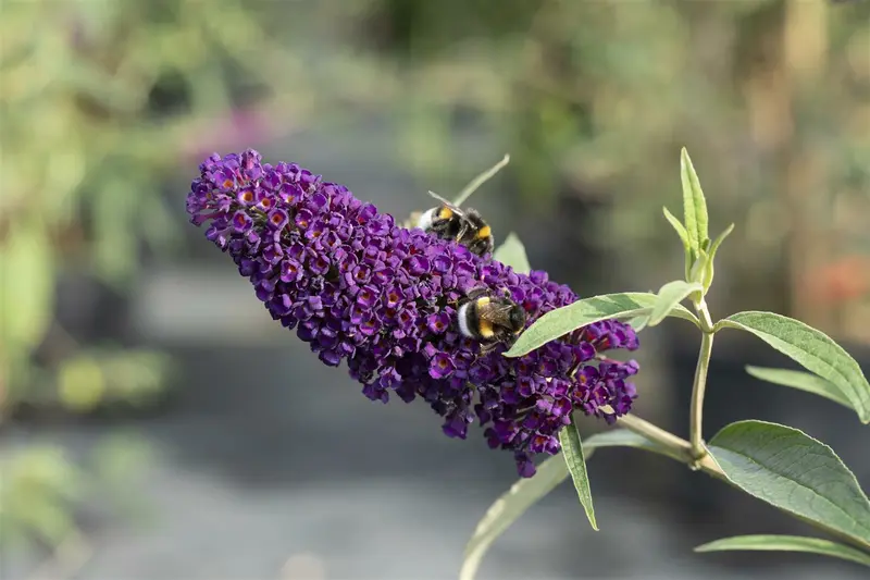 Buddleja dav. 'Black Knight' 80-100 C12 - afbeelding 3