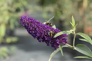 Buddleja dav. 'Black Knight' 80-100 C12 - afbeelding 3