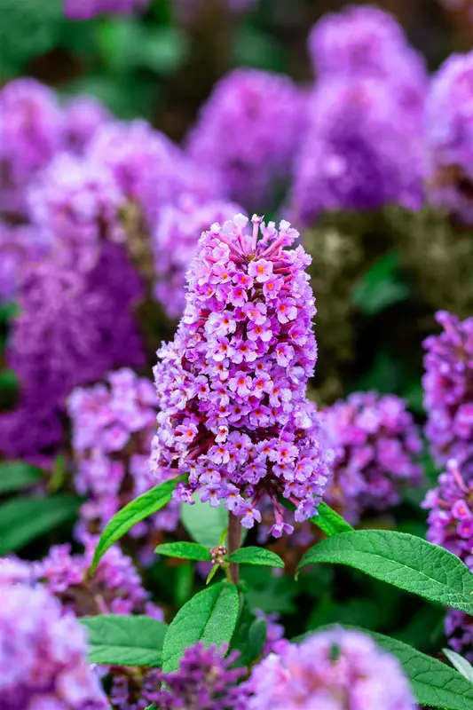 Buddleja dav. 'Butterfly Candy Little Lila'® 25- 30   C - afbeelding 2