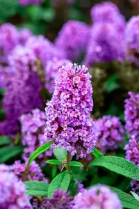 Buddleja dav. 'Butterfly Candy Little Lila'® 25- 30   C - afbeelding 2