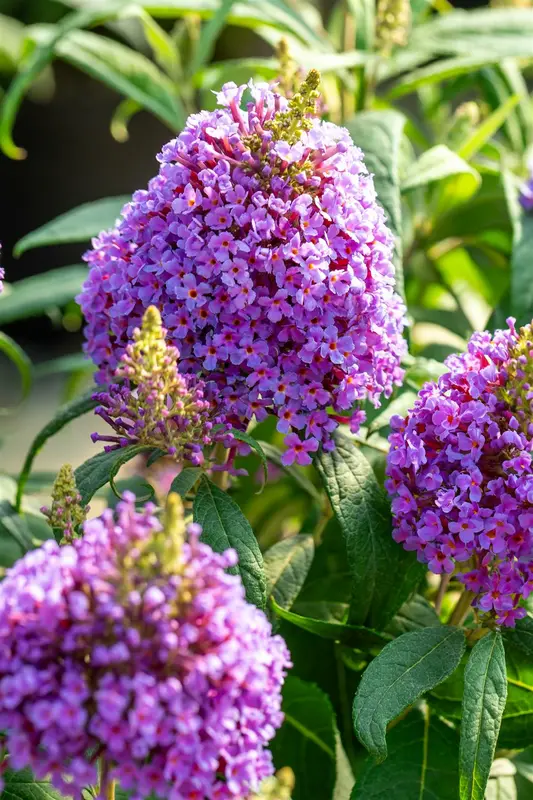 Buddleja dav. 'Butterfly Candy Little Lila'® 25- 30   C - afbeelding 5
