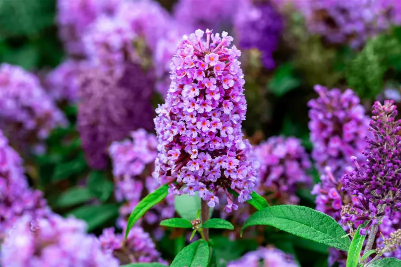 Buddleja dav. 'Butterfly Candy Little Lila'® 25- 30   C - afbeelding 1