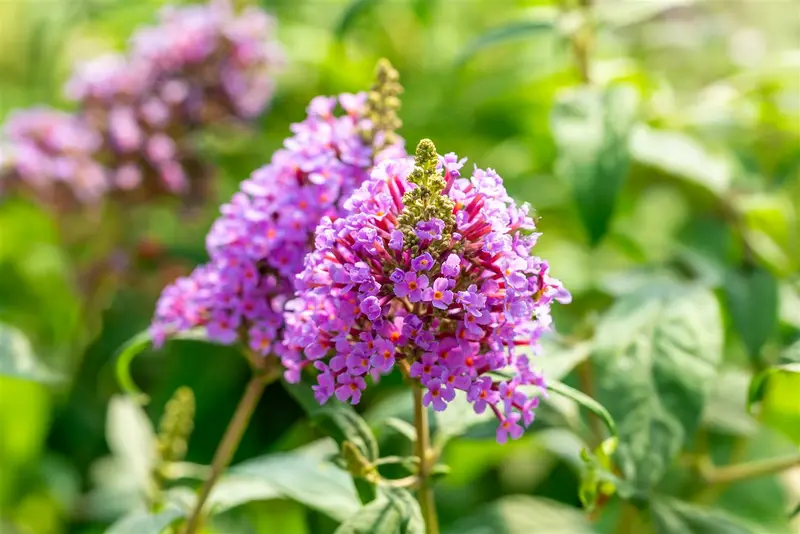 Buddleja dav. 'Butterfly Candy Little Lila'® 25- 30   C - afbeelding 3