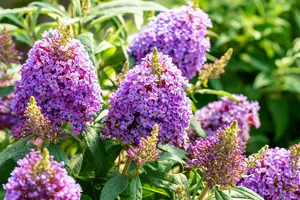 Buddleja dav. 'Butterfly Candy Little Lila'® 25- 30   C - afbeelding 4