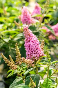 Buddleja dav. 'Butterfly Candy Little Pink'® 25- 30   C - afbeelding 4