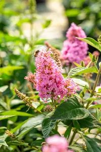 Buddleja dav. 'Butterfly Candy Little Pink'® 25- 30   C - afbeelding 5