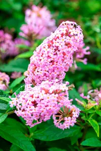 Buddleja dav. 'Butterfly Candy Little Pink'® 25- 30   C - afbeelding 2