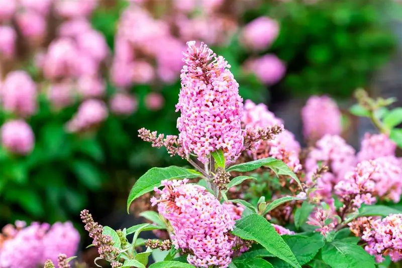 Buddleja dav. 'Butterfly Candy Little Pink'® 25- 30   C - afbeelding 1