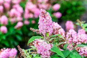 Buddleja dav. 'Butterfly Candy Little Pink'® 25- 30   C - afbeelding 1